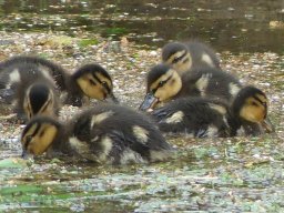 Enten Familie